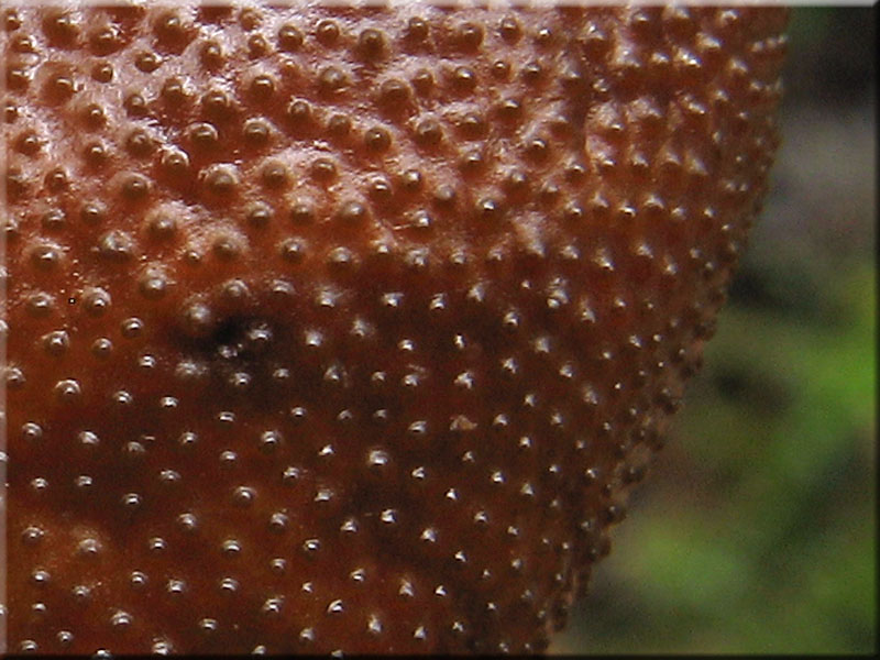 Kopfige Kernkeule - Cordyceps capitata