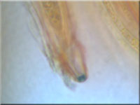 Keulensporiges Höhlenbecherchen - Karstenia rhopaloides