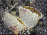 Kleiiger Kotling - Ascobolus stercorarius