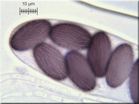 Kleiiger Kotling - Ascobolus stercorarius
