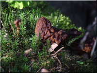 Frühjahrslorchel - Gyromitra esculenta