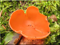 Gemeiner Orangebecherling - Aleuria aurantia