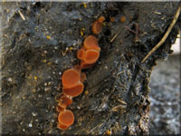Granulierter Borstenbecher - Cheilymenia granulata