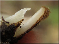 Halbkugeliger Borstenbecherling - Humaria hemisphaerica