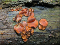 Holz-Schildborstling - Scutellinia scutellata