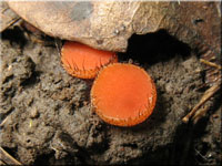 Sternsporiger Schildborstling - Scutellinia trechispora