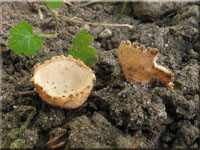 Kerbrandiger Napfbecherling - Tarzetta cupularis
