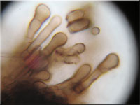 Glänzender Schwarzborstling - Pseudoplectania nigrella