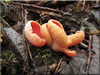 Gemeiner Kelchbecherling - Sarcoscypha austriaca