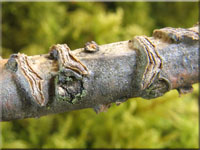 Eichen-Schildbecherling - Colpoma quercinum