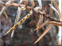 Wacholder-Spaltlippe - Lophodermium juniperinum 