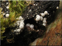 Eiförmiger Kohlenkugelpilz - Lasiosphaeria ovina