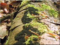Stacheliger Krustenhöckerpilz - Eutypa spinosa