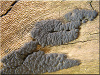 Gewundener Kohlenbeerenpilz - Nemania serpens