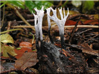 Geweihförmige Holzkeule - Xylaria hypoxylon