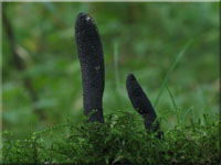 Langstielige Ahorn-Holzkeule - Xylaria longipes