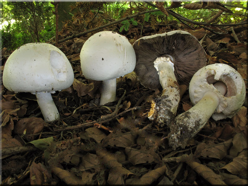 Gemeiner Anis-Egerling (Schafchampignon) - Agaricus arvensis