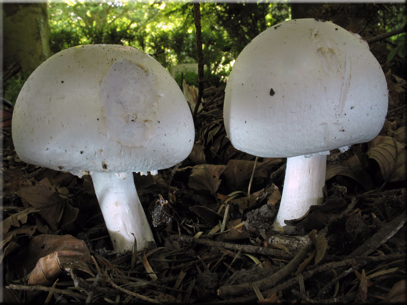 Gemeiner Anis-Egerling (Schafchampignon) - Agaricus arvensis