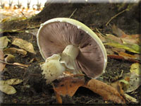 Gemeiner Anis-Egerling (Schafchampignon) - Agaricus arvensis