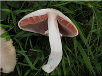 Wiesenchampignon - Agaricus campestris 