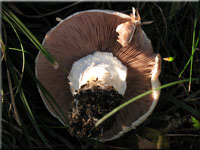 Rissigschuppiger Anis-Champignon - Agaricus fissuratus