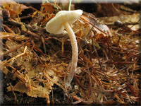 Zierlicher Mehlschirmling - Cystolepiota seminuda