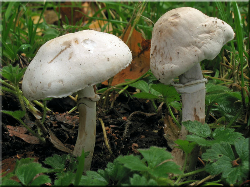 Rosablttriger Egerlingsschirmling - Leucoagaricus leucothites