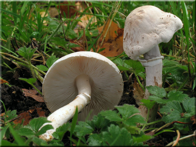 Rosablättriger Egerlingsschirmling - Leucoagaricus leucothites