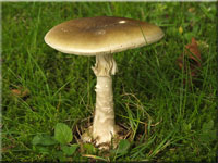 Grüner Knollenblätterpilz - Amanita phalloides