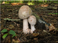 Perlpilz - Amanita rubescens 