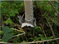 Grauhutiger Streifling - Amanita submembranacea