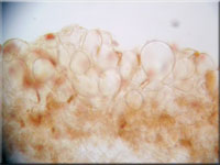 Falber Ackerling - Agrocybe putaminum