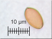Falber Ackerling - Agrocybe putaminum