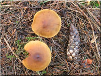 Orangeblättriger Zimt-Hautkopf - Cortinarius cinnamomeus