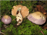 Safranblauer Schleimfuß - Cortinarius croceocaeruleus