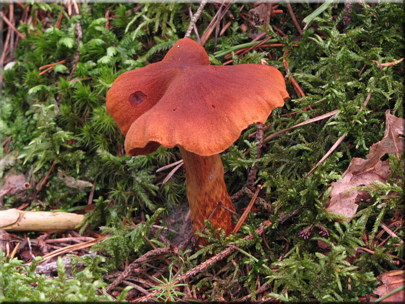 Spitzgebuckelter Raukopf - Cortinarius rubellus 
