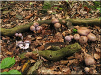 Erdigriechender Schleimkopf - Cortinarius variecolor
