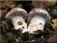 Erdigriechender Schleimkopf - Cortinarius variecolor