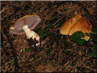 Ziegelgelber Schleimkopf - Cortinarius varius