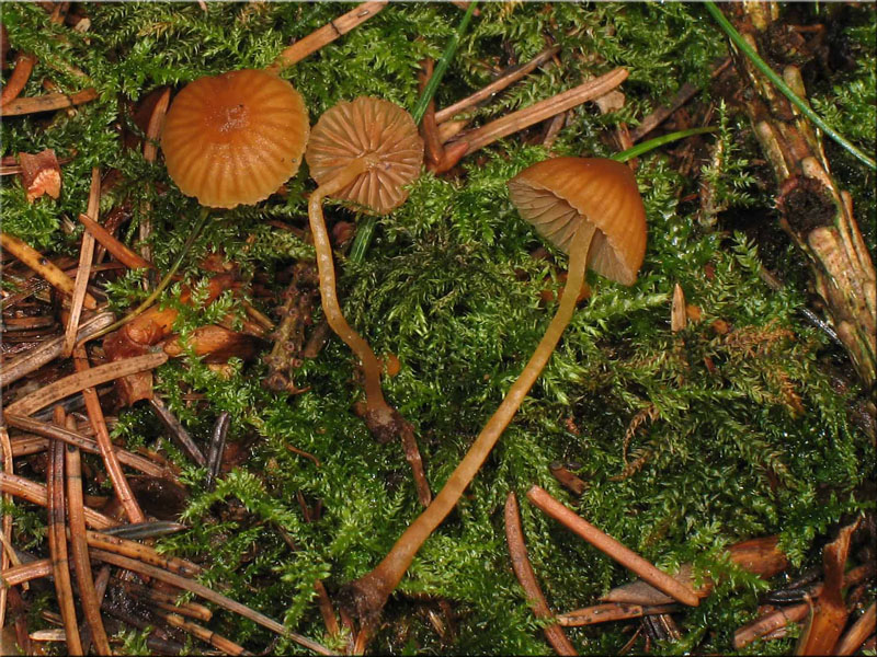 Gelblicher Rasenhubling - Galerina laevis