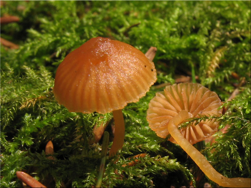 Gelblicher Rasenhubling - Galerina laevis