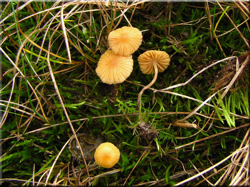 Gelblicher Rasenhubling - Galerina laevis