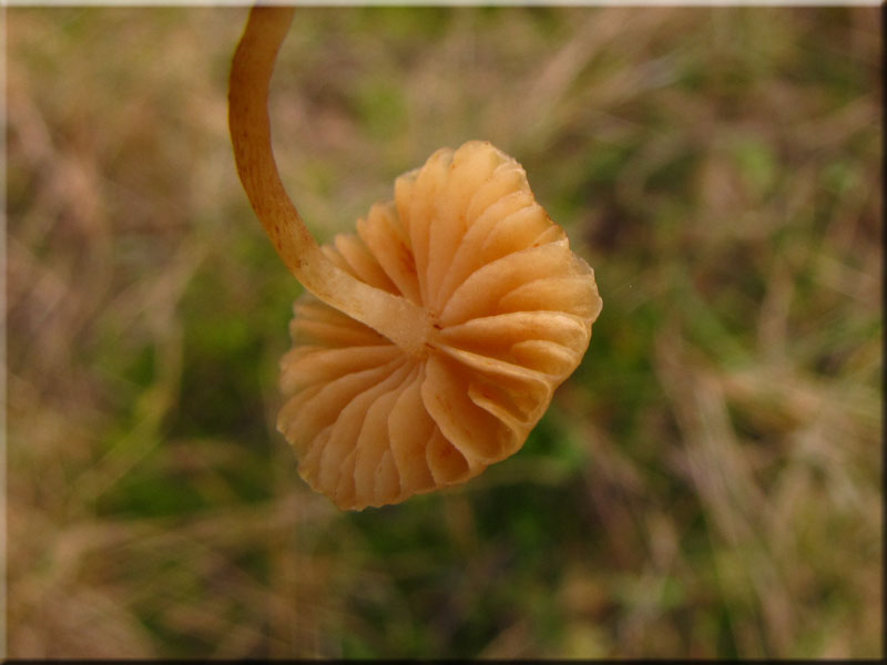 Gelblicher Rasenhubling - Galerina laevis