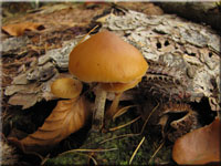 Gift-Hubling - Galerina marginata