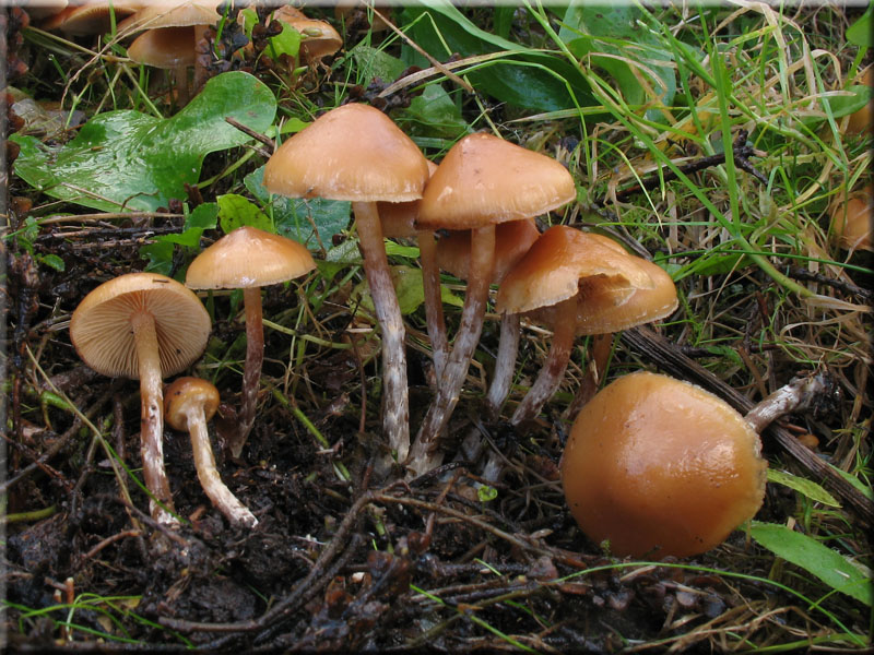 Weigenatterter Hubling - Galerina stylifera