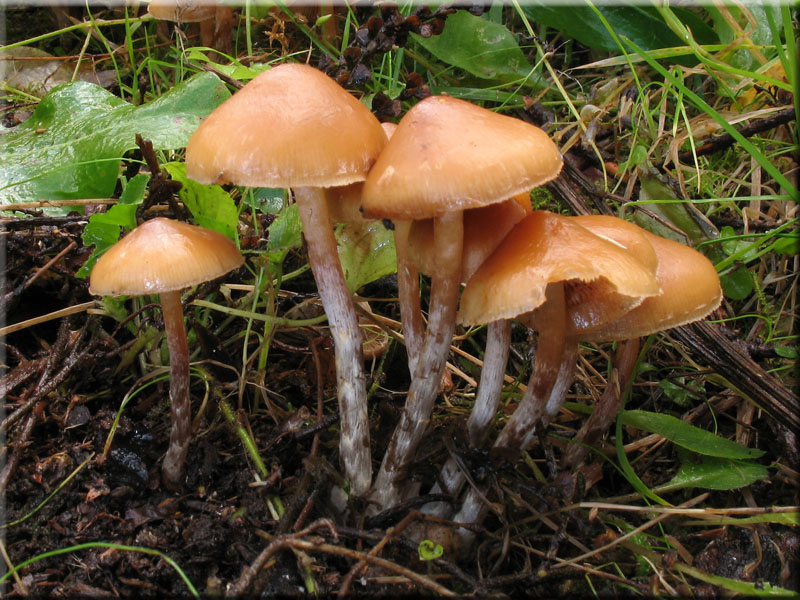 Weigenatterter Hubling - Galerina stylifera