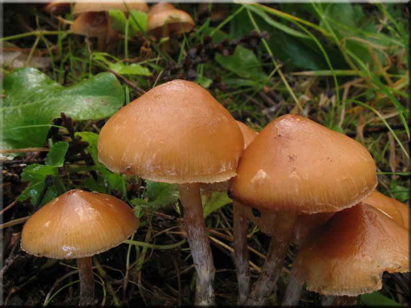 Weigenatterter Hubling - Galerina stylifera