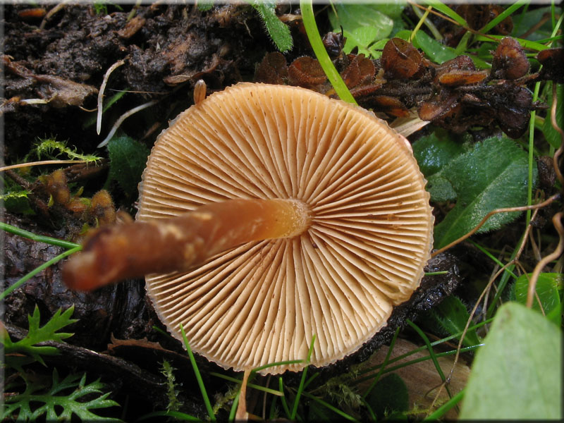 Weigenatterter Hubling - Galerina stylifera