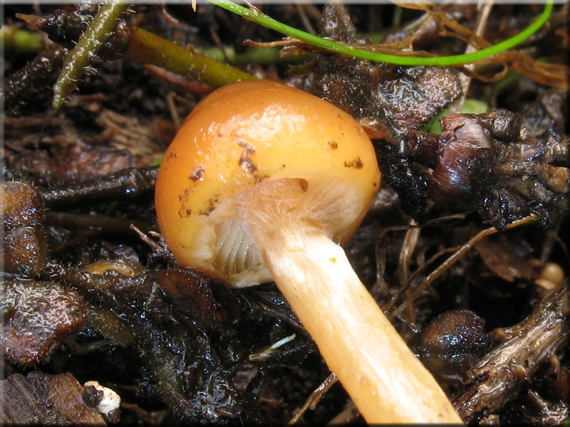 Weigenatterter Hubling - Galerina stylifera