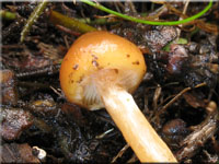 Weigenatterter Hubling - Galerina stylifera